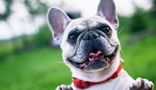 PetPlan (Allianz Insurance)